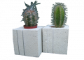 Cache pots cactus